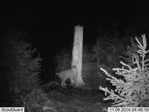 Ilves