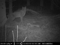 Ilves