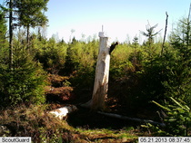 Palokärki